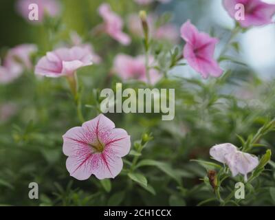 Wave pink Cascade color, Nome di famiglia Solanaceae, Nome scientifico Petunia Hybrid Vilm, grandi petali monostrato grandiflora Single flower in a plasti Foto Stock