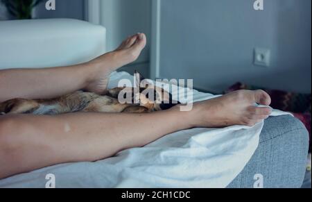 Chihuahua dormendo tra le gambe del proprietario su un divano. Tempo Siesta. Messa a fuoco selettiva sulle zampe. Sfondo sfocato. Foto Stock