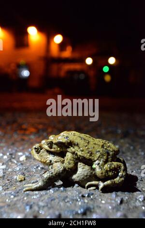 Comune Toad - Bufo bufo - coppia amplexus trovato a. un famoso punto di attraversamento delle migrazioni su una trafficata strada del villaggio durante il periodo di migrazione di allevamento in e. Foto Stock