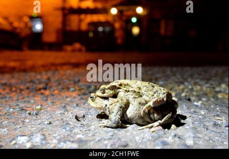 Comune Toad - Bufo bufo - coppia amplexus trovato a. un famoso punto di attraversamento delle migrazioni su una trafficata strada del villaggio durante il periodo di migrazione di allevamento in e. Foto Stock