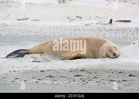 Leone di mare neozelandese (Phocarctos hookeri) che dorme a Sandfly Beach, Nuova Zelanda Foto Stock