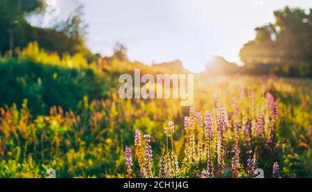 Vista panoramica di Bloomy Glade of Wild Flowers Lupin ON Prato estivo alla luce del sole di Sunset Sunrise Foto Stock