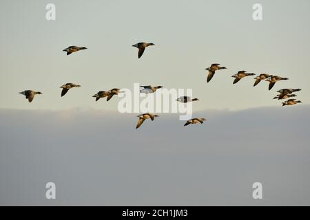 Brent Goose - Branta bernicla Foto Stock