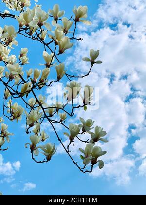 Bella magnolia fiori contro nuvole blu cielo. Fiori bianchi primaverili nel giardino botanico. Grande fiore profumato. Magnolia grandiiflora fiorisce scena Foto Stock