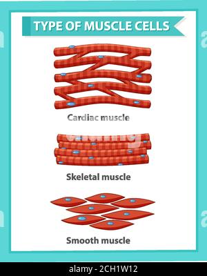 Poster informativo dell'illustrazione delle cellule muscolari Illustrazione Vettoriale