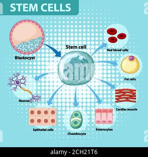 Poster informativo sull'illustrazione delle cellule staminali umane Illustrazione Vettoriale