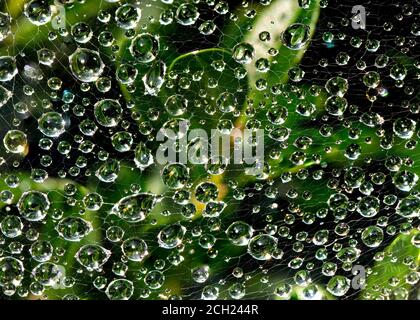 Primo piano orizzontale a colori della ragnatela sul cespuglio con gocce di rugiada simili a gioielli aggrappate ai filamenti. Foto Stock