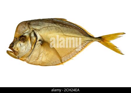 Un pesce di vomero affumicato su un piatto bianco isolato Foto Stock