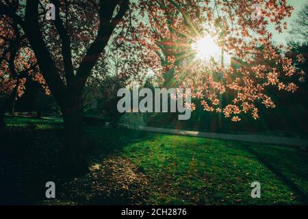 Un grande albero rosa dei fiori di ciliegio su un fronte suburbano Cantiere in Pennsylvania Foto Stock