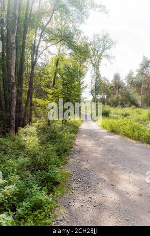 La Forrest vicino Hochelten, Germania Foto Stock