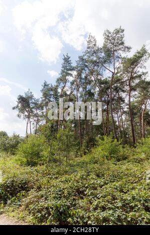 La Forrest vicino Hochelten, Germania Foto Stock