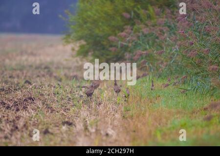 un grande uccello giovane in campo agricolo nella natura Foto Stock