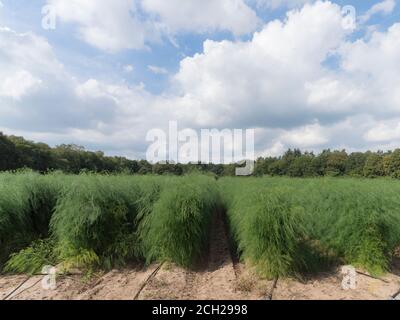 Un campo agricolo vicino a Hochelten, Germania Foto Stock