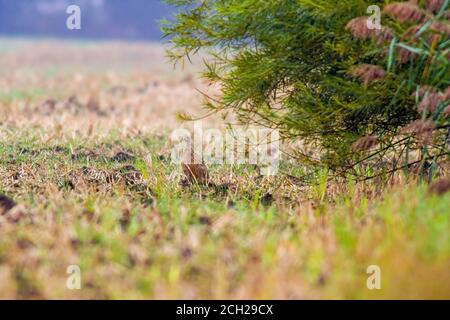 un grande uccello giovane in campo agricolo nella natura Foto Stock