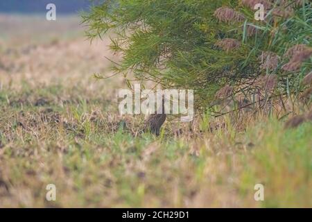 un grande uccello giovane in campo agricolo nella natura Foto Stock