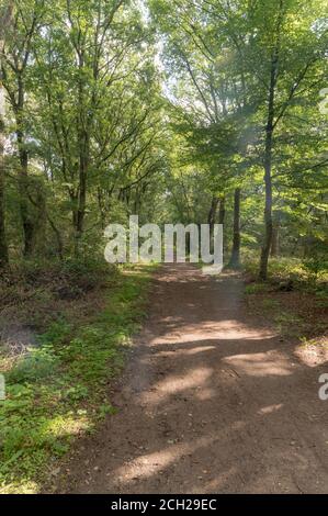 La Forrest vicino Hochelten, Germania Foto Stock