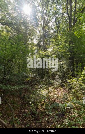 La Forrest vicino Hochelten, Germania Foto Stock