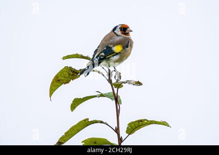 un piccolo uccello giovane sul ramo in natura Foto Stock