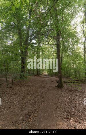 La Forrest vicino Hochelten, Germania Foto Stock