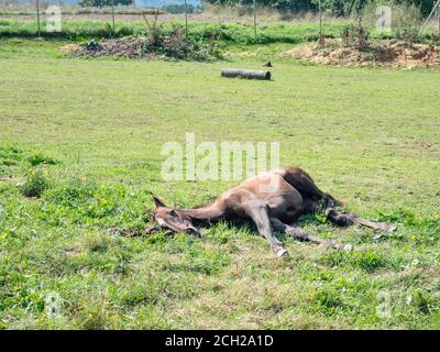 Foal marrone che si depone. Movimento schiumoso con gambe senza sognare. È una vista significativa da vedere. Foto Stock