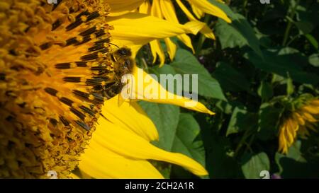 Ape di miele coperta di polline che raccoglie nettare e polline da girasole giallo, primo piano. Riprese macro di api ricoperte di polline su fiel di girasole Foto Stock