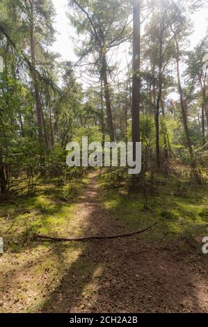 La Forrest vicino Hochelten, Germania Foto Stock