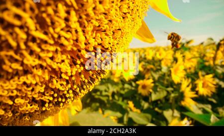 Bumblebee volante coperto di polline che raccoglie nettare e polline da primo piano girasole giallo. Riprese macro di bumblebee Foto Stock