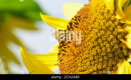 Ape di miele coperta di polline che raccoglie nettare e polline da girasole giallo, primo piano. Riprese macro di api ricoperte di polline su fiel di girasole Foto Stock