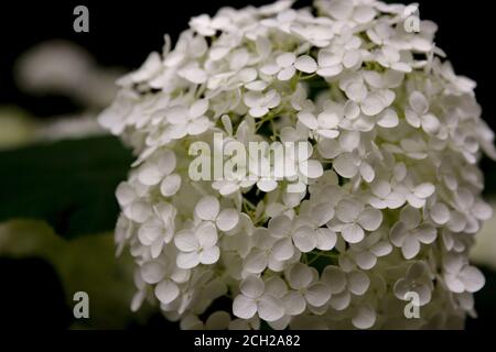 Fiori di ortensia bianchi nel parco Shinjuku Chuo vicino al Tokyo Metropolitan Government Building nel quartiere Shinjuku di Tokyo. Foto Stock