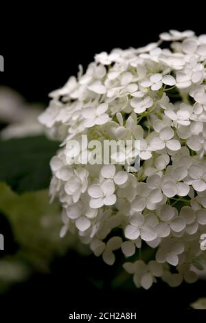 Fiori di ortensia bianchi nel parco Shinjuku Chuo vicino al Tokyo Metropolitan Government Building nel quartiere Shinjuku di Tokyo. Foto Stock