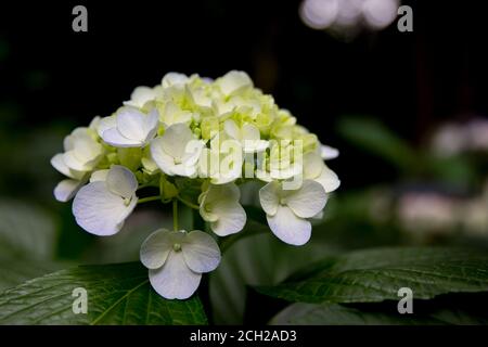 Coloratissimi fiori di ortensia nel parco Shinjuku Chuo vicino al Tokyo Metropolitan Government Building nel quartiere Shinjuku di Tokyo. Foto Stock