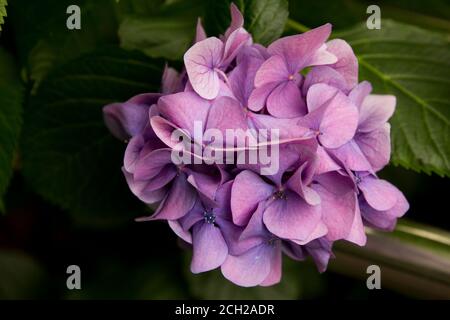 Coloratissimi fiori di ortensia nel parco Shinjuku Chuo vicino al Tokyo Metropolitan Government Building nel quartiere Shinjuku di Tokyo. Foto Stock