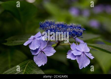 Coloratissimi fiori di ortensia nel parco Shinjuku Chuo vicino al Tokyo Metropolitan Government Building nel quartiere Shinjuku di Tokyo. Foto Stock