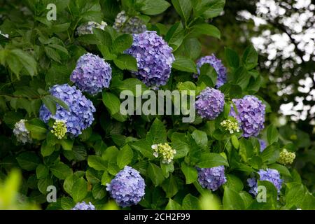 Coloratissimi fiori di ortensia (macrophylla) all'esterno del parco del castello di Odawara in un giorno di pioggia. Foto Stock