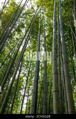 Kyoto / Giappone - 22 giugno 2018: La luce del sole scorre attraverso la Foresta di bambù di Sagano nel distretto di Arashiyama di Kyoto. Foto Stock