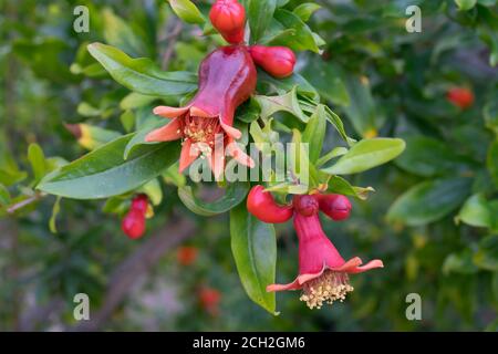 Piccoli melograni non maturi che coltivano su un ramo di albero Foto Stock