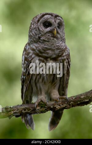 Barred Owl arroccato su Branch nella Great Swamp National Wildlife Rifugio Foto Stock