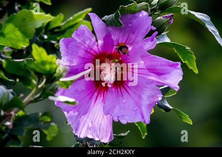 02 agosto 2020, bassa Sassonia, Brunswick: Un bumblebee (Bombus) vola al fiore di un ibisco giardino in cerca di cibo. Foto: Stefan Jaitner/dpa Foto Stock