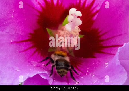 02 agosto 2020, bassa Sassonia, Brunswick: Un bumblebee (Bombus) vola al fiore di un ibisco giardino in cerca di cibo. Foto: Stefan Jaitner/dpa Foto Stock