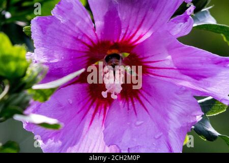 02 agosto 2020, bassa Sassonia, Brunswick: Un bumblebee (bambù) vola al fiore di un ibisco giardino in cerca di cibo. Foto: Stefan Jaitner/dpa Foto Stock