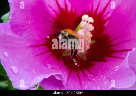 02 agosto 2020, bassa Sassonia, Brunswick: Un bumblebee (Bombus) vola al fiore di un ibisco giardino in cerca di cibo. Foto: Stefan Jaitner/dpa Foto Stock