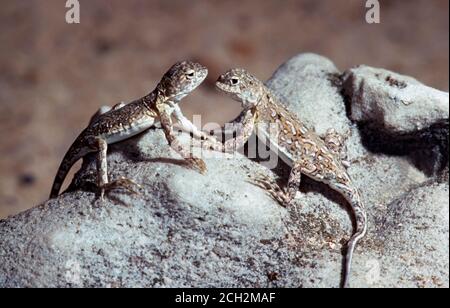 Agama con testa di rospo di Saissan (Phrynocephalus guttatus [melanurus]) nel deserto, Kazakistan orientale Foto Stock