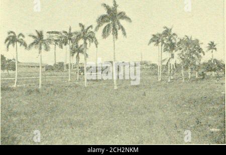 . Libro del blu reale . SCENE DI RACCOLTA IN UN SUUAK-(^A:SK ILKI.U 14 L'INTERNO DI CUBA. Courtesy American Photo Co., NEAK GUANAJAY, CUBA l'isola dei pini ogni Mercoledì e Sabato, di ritorno il Lunedi e Venerdì-giorno. La vaporiera è dotata di spaciousscabin e di tutto ciò che richiede un comodo viaggio in tropicaltravelling. Cardenas si trova a cinquanta miglia ad est di Matan-zas ed è facilmente raggiungibile da l'Avana. Ithas la fama di essere una delle città mosothealthful di Cuba, ha pulito, vicoli e gode di un clima salubre, brezze costanti che si infrangono sulla città dalla baia e dall'oceano. A pochi chilometri a nord di Car Foto Stock