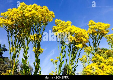 Rigido goldenrod Solidago rigida fiori di settembre Foto Stock