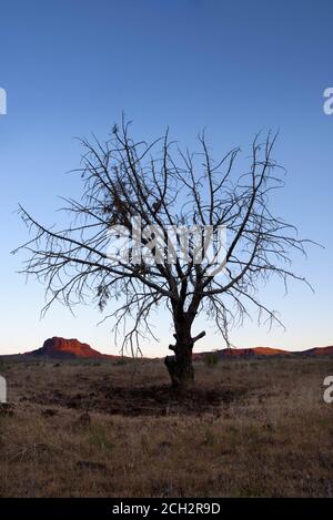 Albero spazzolato silohuetted contro cielo di mattina nel deserto dell'Oregon, vicino John Day River, Oregon, Stati Uniti Foto Stock