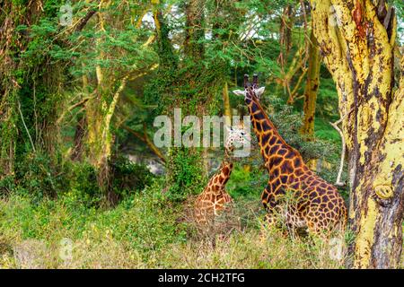 Giraffa di Rothschild, Giraffa camelopardalis rothschildi, minacciata giraffa, nutrendo in boschi verdi. Lago Nakuru National Park, Kenya Foto Stock