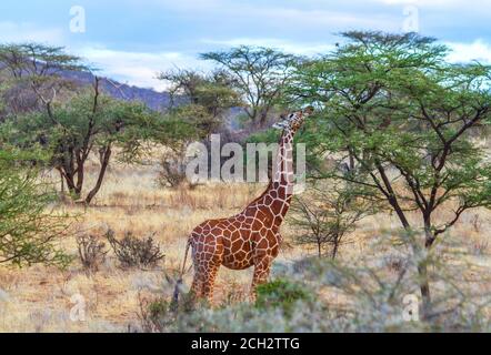 Giraffe si allunga lungo collo per nutrirsi da una macchia verde di spine nella Riserva Nazionale di Samburu, Kenya, Africa. "Giraffa camelopardalis reticulata" Foto Stock