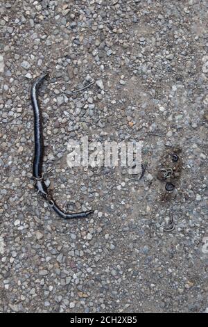 Blindworm morto incinta correre su da una bicicletta con il suo giovane spinto fuori dal suo corpo Foto Stock
