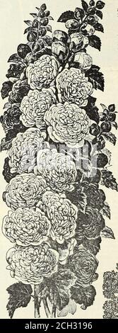 . Tutto per il giardino : 1906 . orbedding scopi, e attrarre il gradeat affare di attenzione; arealmost continuamente in bloom.equamente prezioso per le pentole. Prezzo,.15c. Ciascuno, 4 per 50c, 12 per si.25. IRIS GIAPPONESE. Iris Kasmpferi grandiflora.The fiori sono da 6 a 8 pollici attraverso, e di indescrivibile e affascinanti sfumature, theprevalenti colori essendo bianco, cremisi, rosa, lilla, lavanda, viola e blu. Ogni fiore contiene solitamente diverse sfumature, mentre un blotchcircondato da un alone di blueo violetto alla base dei petali intensifica la ricchezza di colorazione. Perfettamente duro, bloomi Foto Stock