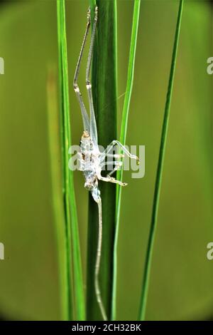 Esoscheletro di un grassopper. Foto Stock